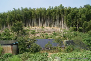 竹やぶを伐採して作った太陽光発電所