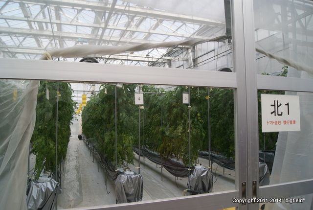 太陽光利用型植物工場の栽培室