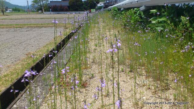 紫色の可憐な花を咲かせている雑草