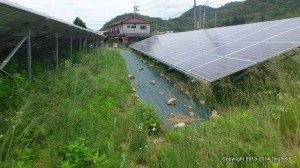 防草シート敷設箇所以外で雑草が繁茂するマイ太陽光発電所