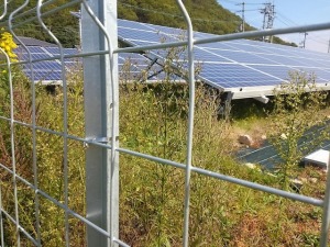 太陽光発電所の雑草