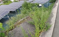 太陽光発電所6号基・入口付近の雑草