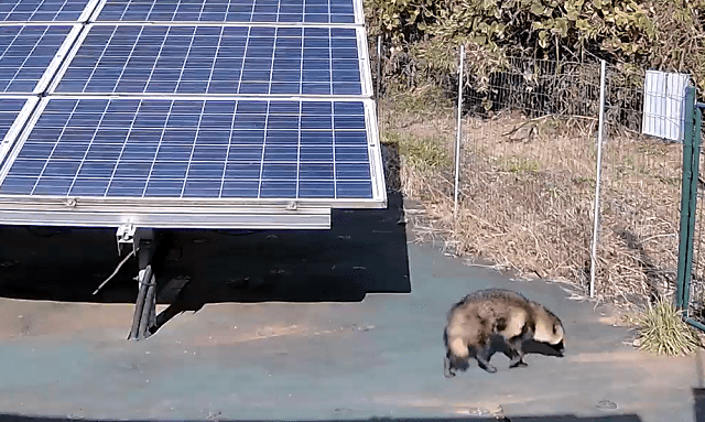 鹿島市の太陽光発電所5号基に出没する動物